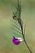 Vetch_Narrow-leaved_LP0203_01_Elstead