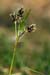 Wood-rush_Field_LP0193_40_Chinthurst_Hill