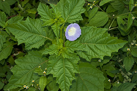 Apple-of-Peru_LP0224_103_Wisley