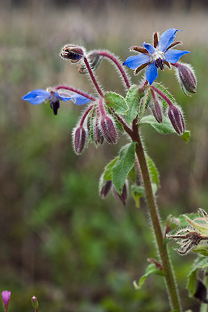 Borage_LP0224_80_Wisley