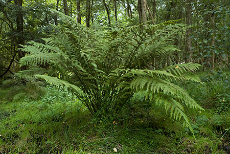 Fern_Lady_LP0221_25_Henley_Park