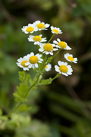 Feverfew_LP0217_17_Backside_Common