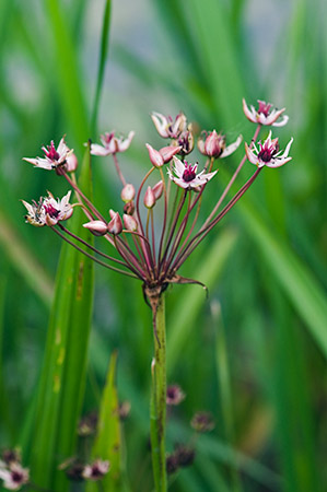 Flowering-rush_LP0218_12_Runnymede