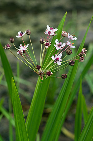 Flowering-rush_LP0218_26_Runnymede