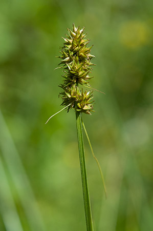 Fox-sedge_False_LP0217_02_Backside_Common