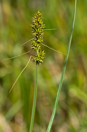 Fox-sedge_False_LP0218_47_Runnymede