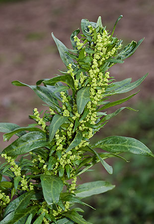 Goosefoot_Red_LP0224_26_Wisley