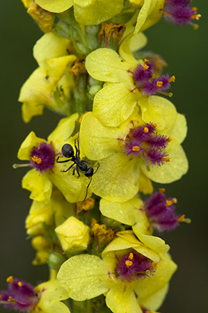 Mullein_Dark_LP0217_38_White_Downs