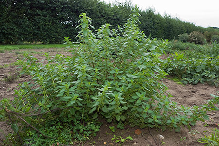 Nettle_Small_LP0224_09_Wisley