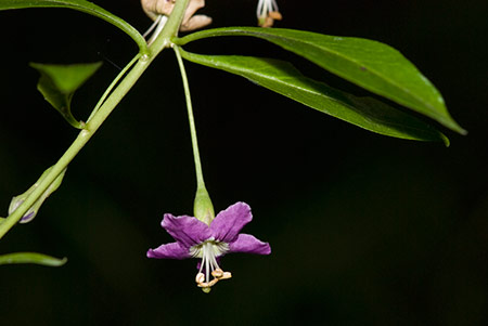 Teaplant_Duke_of_Argylls_LP0220_03_Brockham