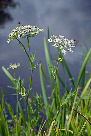 Water-parsnip_Greater_LP0218_83_Runnymede