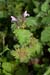 Dead-nettle_Cut-leaved_LP0224_108_Wisley