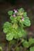 Dead-nettle_Henbit_LP0224_24_Wisley