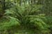 Fern_Lady_LP0221_25_Henley_Park