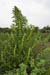 Goosefoot_Red_LP0224_15_Wisley