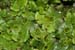 Liverwort_LP0224_06_Wisley