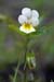 Pansy_Field_LP0224_76_Wisley