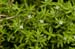 Pigmyweed_New_Zealand_LP0218_37_Runnymede