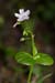 Purslane_Pink_LP0224_85_Wisley