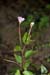 Willowherb_Pale_LP0224_35_Wisley