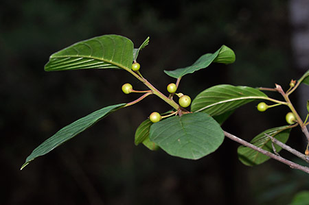 Buckthorn_Alder_LP0232_19_Horsell_Common