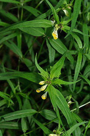 Cow-wheat_Common_LP0232_12_Horsell_Common