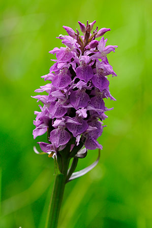 Marsh-orchid_Southern_LP0232_67_Horsell_Common