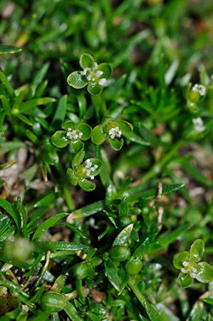 Pearlwort_Procumbent_LP0233_57_Thursley