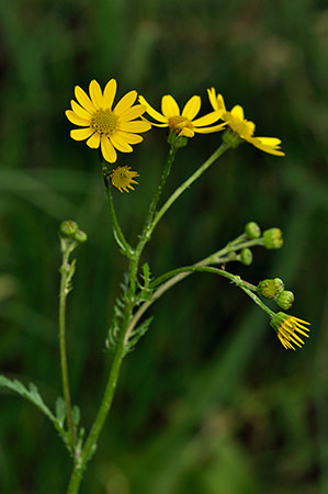 Ragwort_Marsh_LP0234_72_Ham