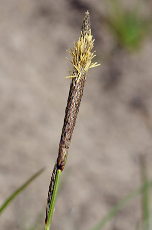 Sedge_Green-ribbed_LP0229_15_Bagshot_Heath