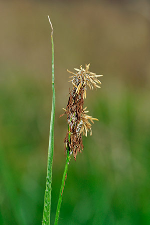 Sedge_Hairy_LP0229_40_Bagshot_Heath