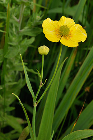 Spearwort_Greater_LP0236_12_Blindley_Heath