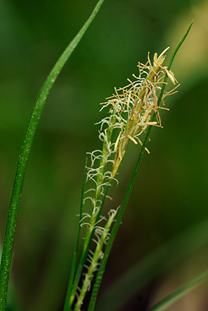 Wood-sedge_LP0227_03_Hornecourt_Wood