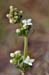 Bedstraw_Heath_LP0229_36_Bagshot_Heath