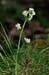 Bedstraw_Heath_LP0232_63_Horsell_Common