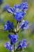 Bugloss_Vipers_LP0235_06_Betchworth_Quarry