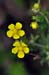 Cinquefoil_Grey_LP0234_25_Ham