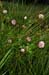 Clover_Alsike_LP0236_15_Blindley_Heath