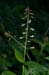 Enchanters-nightshade_LP0232_08_Horsell_Common