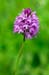 Orchid_Pyramidal_LP0235_43_Betchworth_Quarry