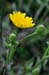 Oxtongue_Hawkweed_LP0235_61_Betchworth_Quarry