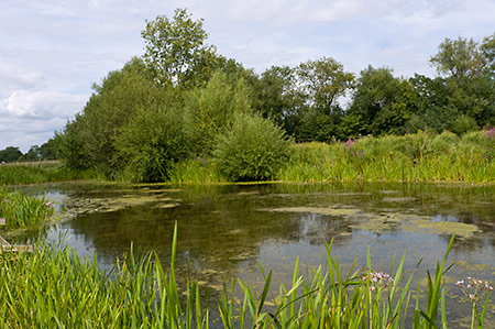 Langham_Pond_LP0218_50_Runnymede