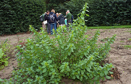 Small_Nettle_LP0224_07_Wisley