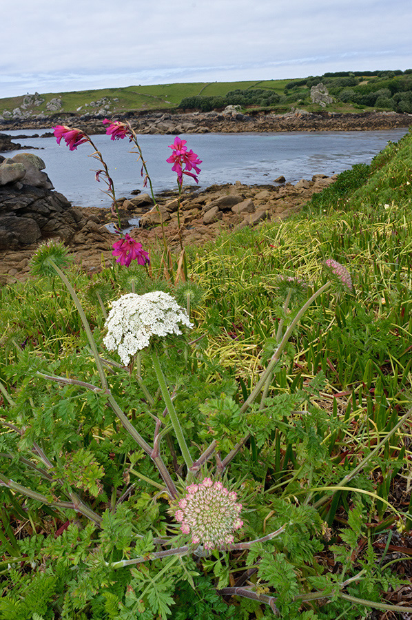 Daucus_carota_LP0711_15_Scilly