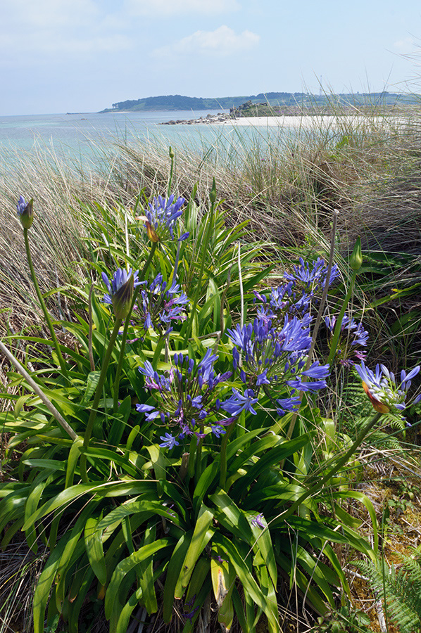 Agapanthus_praecox_LP0709_61_Scilly