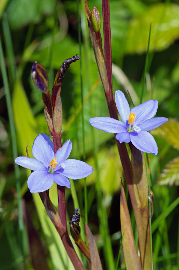 Aristea_ecklonii_LP0715_04_Scilly