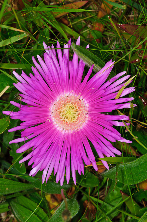 Carpobrotus_edulis_LP0715_32_Scilly