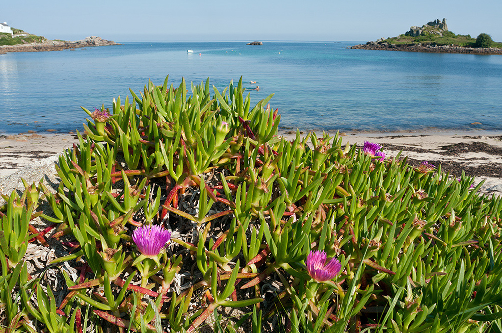 Carpobrotus_edulis_LP0709_40_Scilly