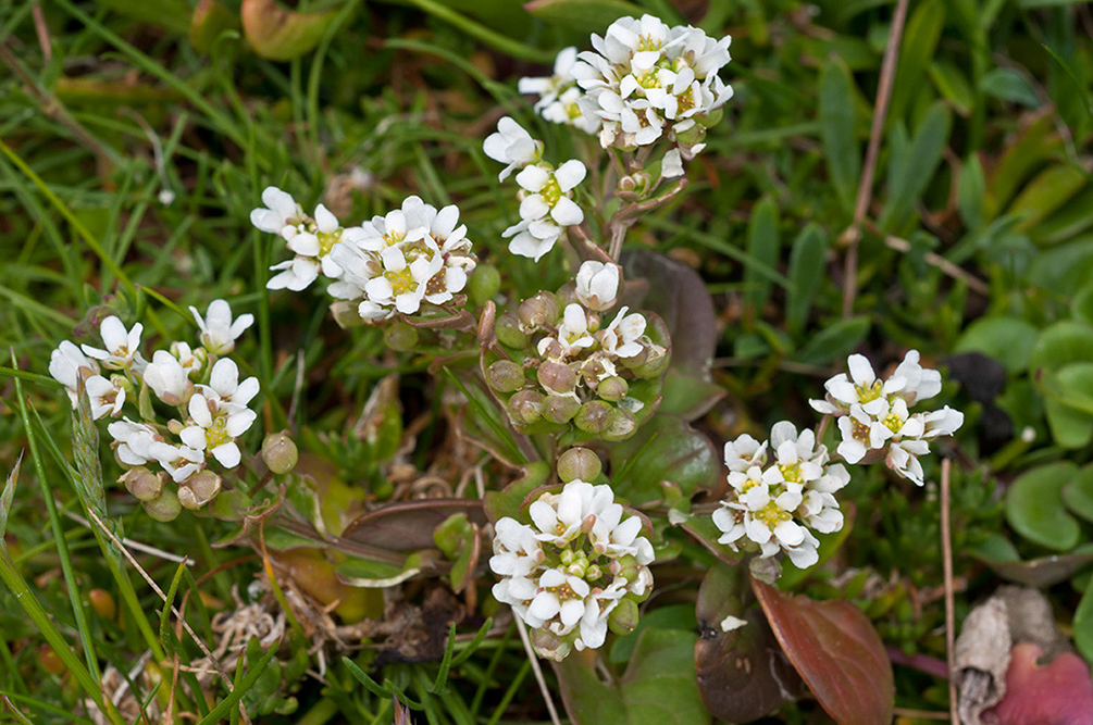 Cochlearia_officinalis_LP0711_32_Scilly