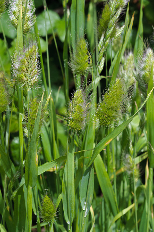 Cynosurus_echinatus_LP0712_15_Scilly